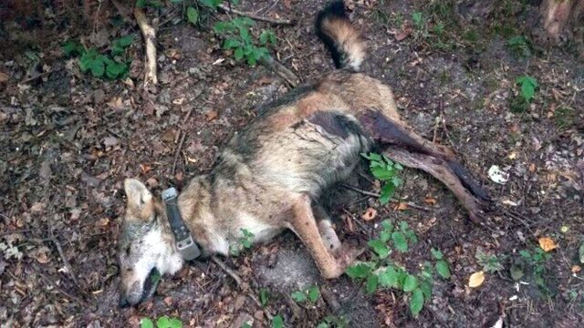 Wilk Kosy zginął od kuli z broni myśliwskiej. Oficjalnie żadnego myśliwego w tym rejonie nie było