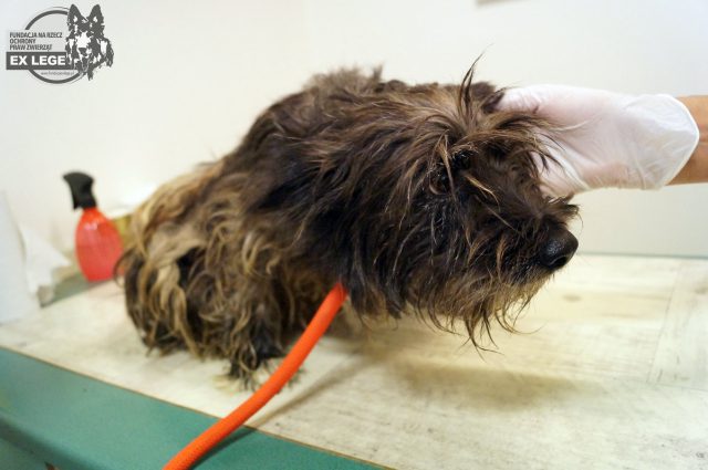 Trzymali psa na łańcuchu o długości 70 cm. Zwierzę miało otwartą ranę, było zaniedbane (zdjęcia)