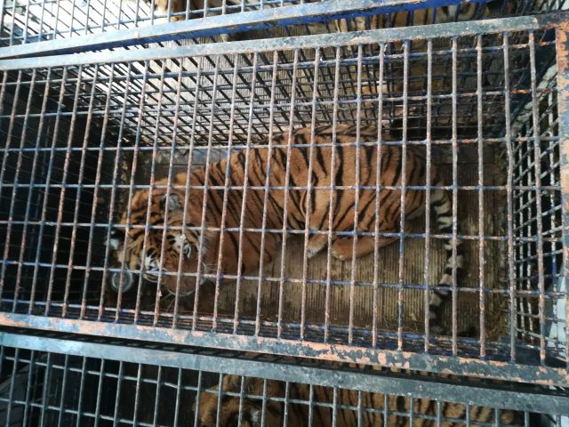 Tygrysy z przejścia granicznego ruszyły w kolejną podróż. Tym razem do miejsca, gdzie otrzymają opiekę