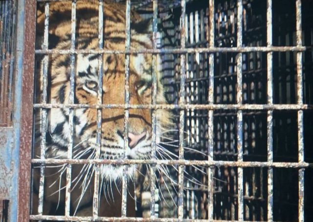 Transport tygrysów utknął na granicy. Zwierzęta są w tragicznym stanie, wyniszczone i wygłodzone (zdjęcia, wideo)