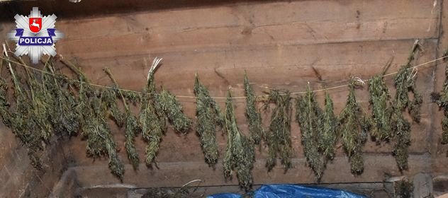 Cztery osoby zatrzymane, policjanci zabezpieczyli ponad 15 kg marihuany (zdjęcia)