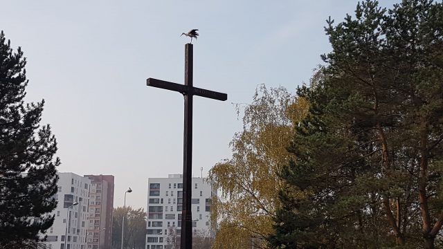 Nietypowy widok przy ul. Tumidajskiego. Bocian wylądował na krzyżu (zdjęcia)