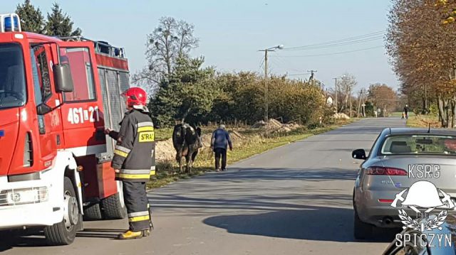 Krowa wpadła do wykopu, uratowali ją strażacy (zdjęcia)