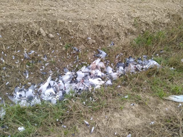 Kilkadziesiąt martwych gołębi w rowie, obok kartonowe pudła (zdjęcia)