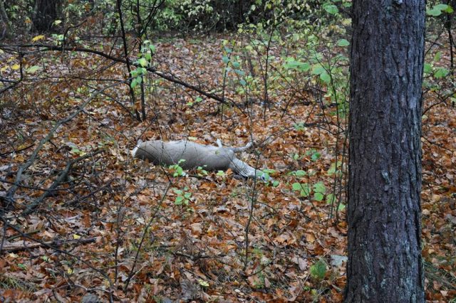 Zderzenie dostawczego forda z sarną na krajowej 48 (zdjęcia)