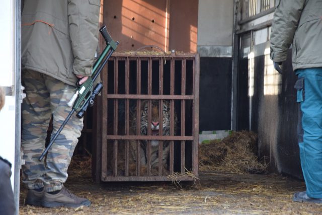 Organizator transportu tygrysów i dwaj kierowcy zatrzymani. Rosjanin trafił do aresztu
