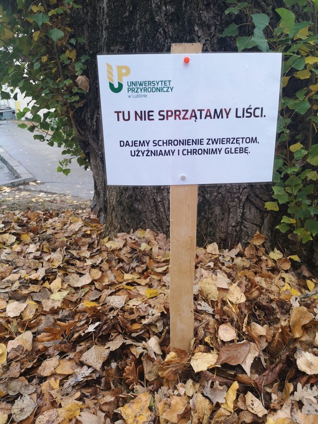 W Lublinie i Świdniku pomagają jeżom przetrwać zimę. Wszystko polega na pozostawieniu kopczyka liści