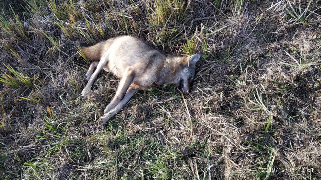 Przy drodze znaleziono martwego wilka. Najprawdopodobniej został potrącony przez samochód (zdjęcia)