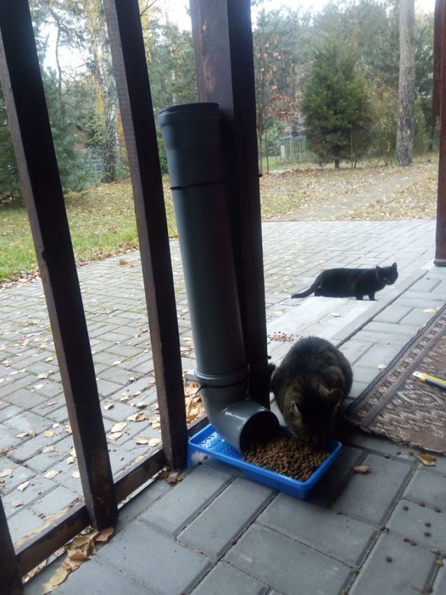 W Okunince zamontowano karmnik dla dziko żyjących kotów (zdjęcia)