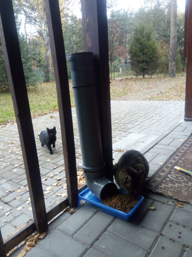 W Okunince zamontowano karmnik dla dziko żyjących kotów (zdjęcia)