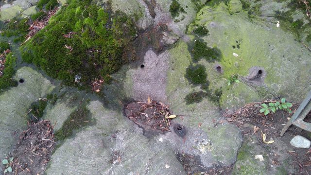 Zagrożona enklawa zieleni w śródmieściu Lublina. Stare drzewa są nawiercane i traktowane herbicydem (zdjęcia)