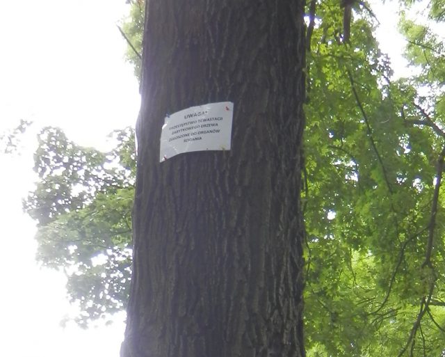 Zagrożona enklawa zieleni w śródmieściu Lublina. Stare drzewa są nawiercane i traktowane herbicydem (zdjęcia)