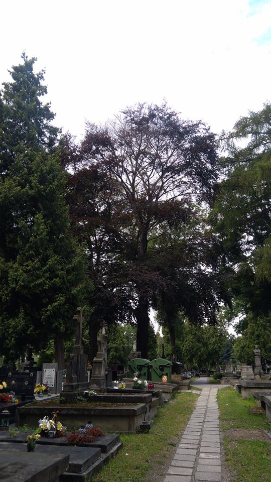 Zagrożona enklawa zieleni w śródmieściu Lublina. Stare drzewa są nawiercane i traktowane herbicydem (zdjęcia)