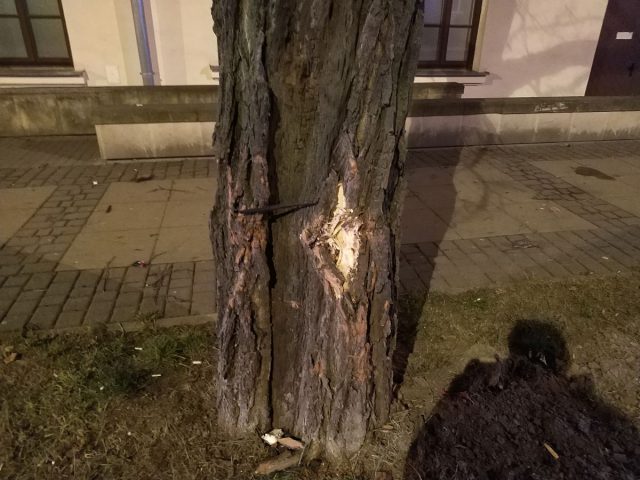W centrum Lublina wjechał toyotą w drzewo. Dostawca pizzy przesadził z prędkością (zdjęcia)