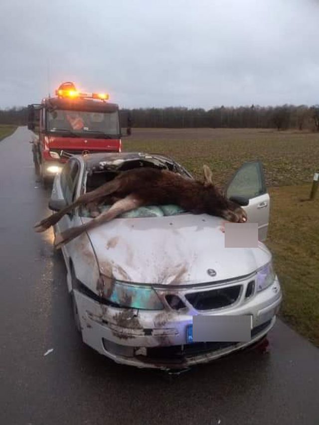 Saab zderzył się z łosiem. Zwierzę wpadło do środka, trzeba było je wyciągać dźwigiem (zdjęcia)