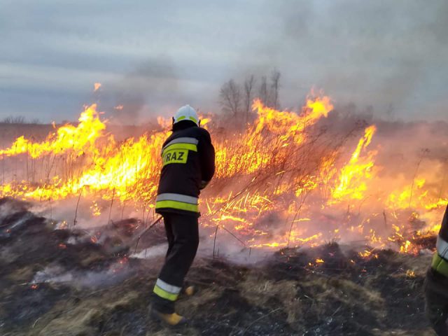 Każdego dnia strażacy walczą z pożarami traw. Obecnie tego typu interwencji jest najwięcej (zdjęcia)