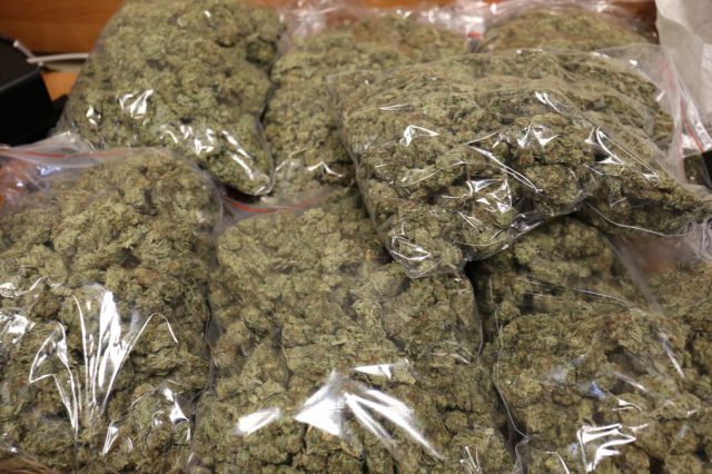 Ponad 20 kg marihuany w piwnicy na Bronowicach (wideo)