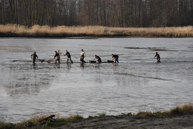 Bobry podzieliły miejscowość na dwie części. Podkopały groblę, zawalił się most (zdjęcia, wideo)