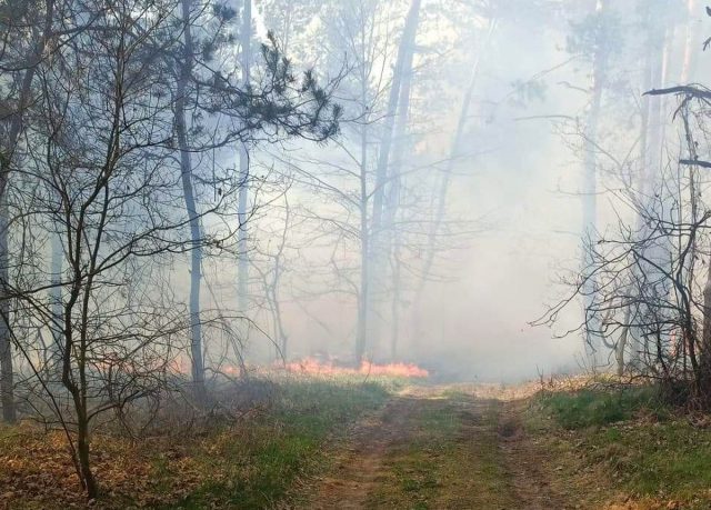 Gaszą z ziemi i z powietrza. Strażacy walczą z dużymi pożarami lasów w naszym regionie (zdjęcia)