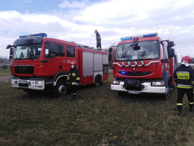 Krowa wpadła do torfowiska. Na ratunek ruszyli strażacy (zdjęcia)