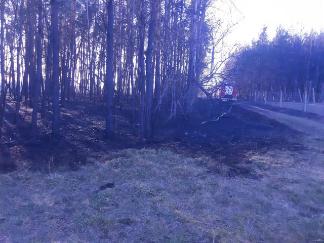 Kilkanaście zastępów straży pożarnej gasiło pożar koło Opola Lubelskiego. Dym widać było z kilku kilometrów (zdjęcia)