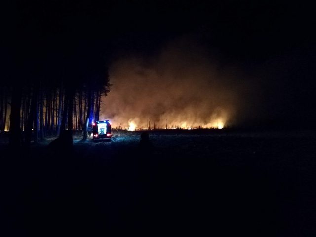 Ten sam las płonął trzy razy w ciągu ostatnich dni. „Sam się nie zapalił” (zdjęcia)