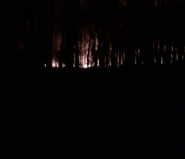 Ten sam las płonął trzy razy w ciągu ostatnich dni. „Sam się nie zapalił” (zdjęcia)