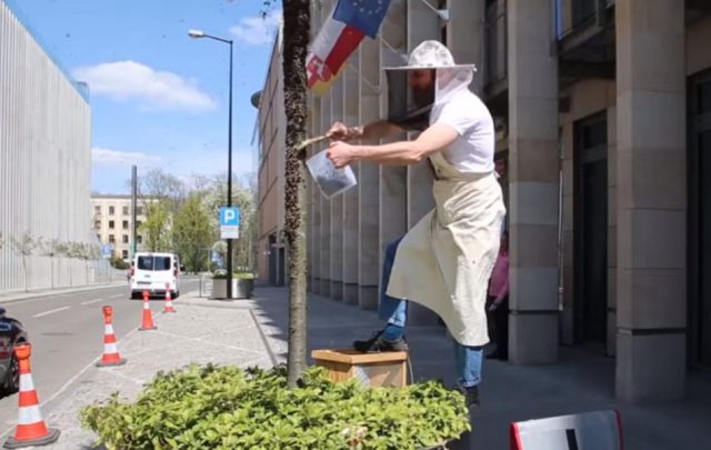 Rój pszczół na drzewie w centrum Lublina (wideo)