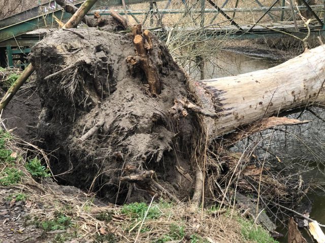 Sygnał od Czytelniczki. Duże drzewo runęło na most nad Bystrzycą (zdjęcia)