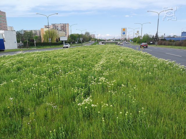 Rusza siew łąk kwietnych w Lublinie. Wiele miejsc zielonych w mieście będzie omijanych przez kosiarki