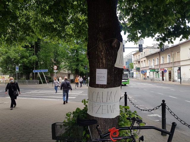 Nie ustaje walka o ocalenie drzew w centrum Lublina. Jednej z lip nadano imię Krzysztof (zdjęcia)