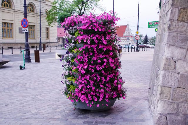 Kolorowe kwiaty w centrum Lublina. W mieście pojawi się około 6,5 tys. roślin (zdjęcia)