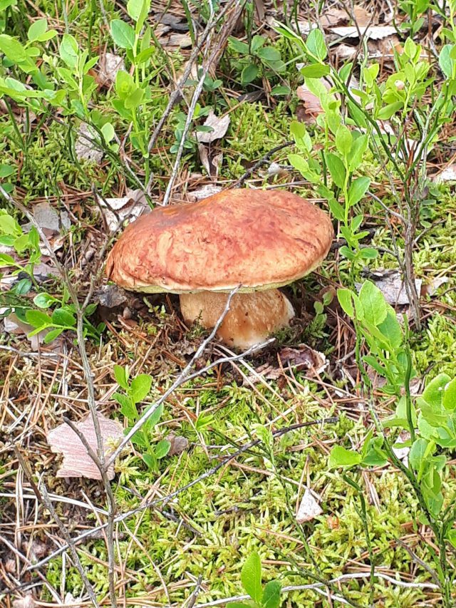 W lasach pojawiają się pierwsze tegoroczne grzyby. Ma ich być coraz więcej (zdjęcia)