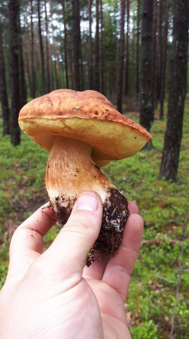 W lasach pojawiają się pierwsze tegoroczne grzyby. Ma ich być coraz więcej (zdjęcia)