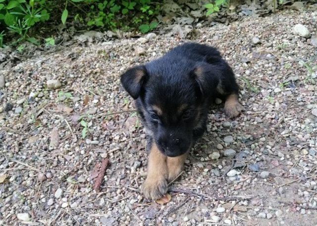 Kolejne szczeniaki znalezione w tej samej okolicy. Porzuciła je prawdopodobnie ta sama osoba