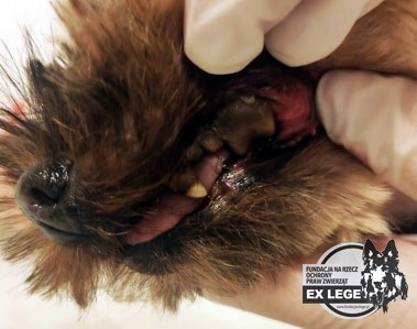 Skrajnie zaniedbany pies trafił do salonu groomerskiego. Zwierzęciu odpadła część ucha (wideo, zdjęcia)