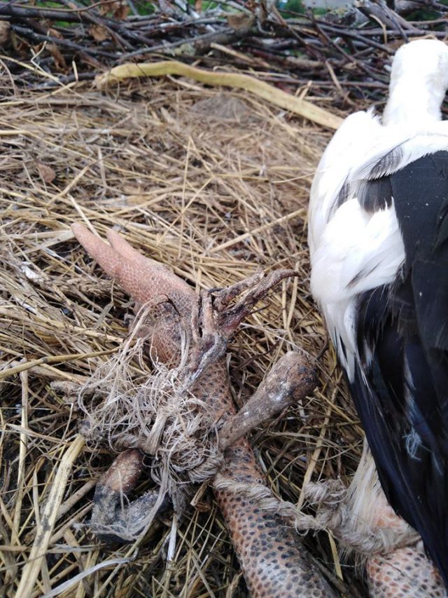 Śmieci śmiertelnym zagrożeniem dla bocianów. Jeden ptak zginął, drugiego w ostatniej chwili uratowano (zdjęcia)
