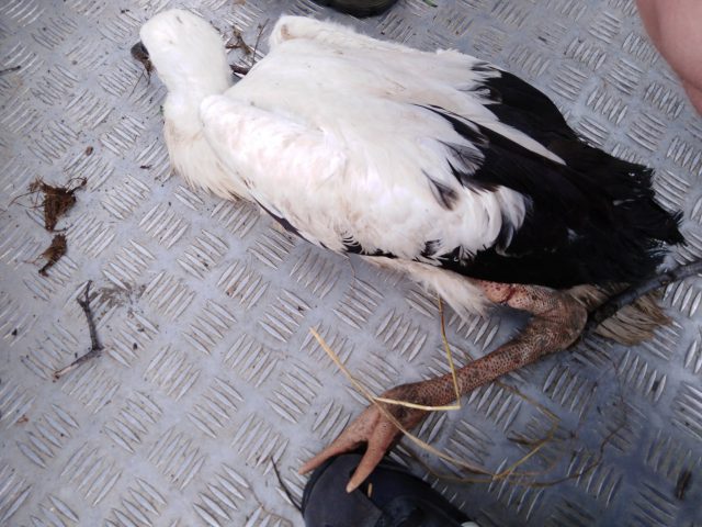 Śmieci śmiertelnym zagrożeniem dla bocianów. Jeden ptak zginął, drugiego w ostatniej chwili uratowano (zdjęcia)