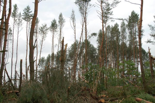Trwa szacowanie strat po nawałnicy w lasach. Na 20 hektarach drzewa trzeba sadzić od nowa (zdjęcia)