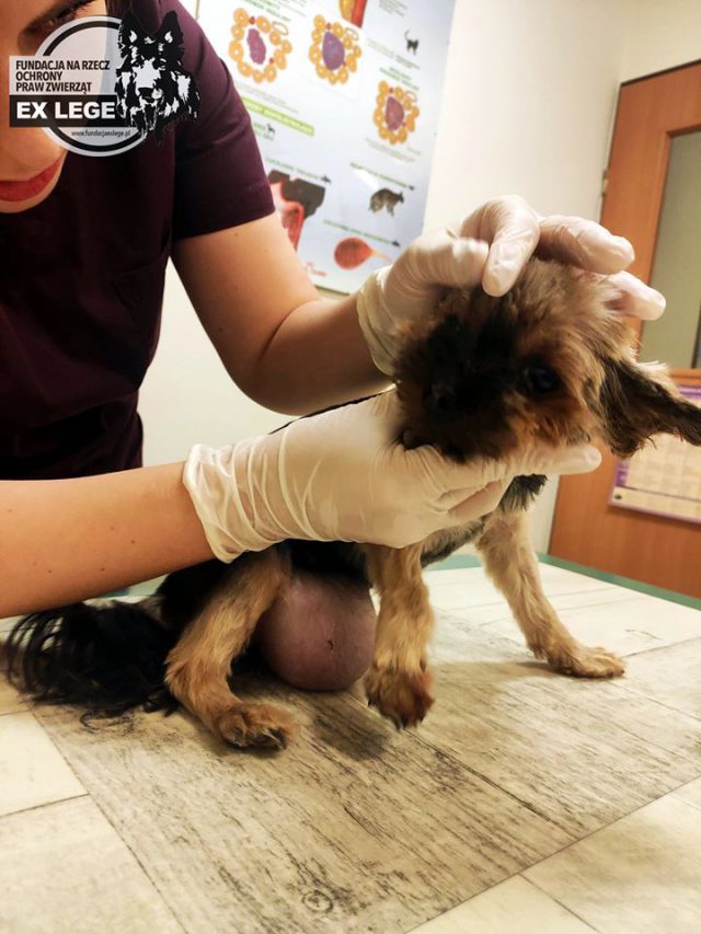 Skrajnie zaniedbany pies trafił do salonu groomerskiego. Zwierzęciu odpadła część ucha (wideo, zdjęcia)