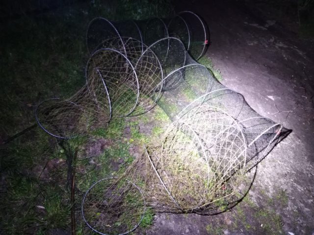 Wyjmował karpia z więcierzy, zatrzymała go Straż Ochrony Wód PZW (zdjęcia)