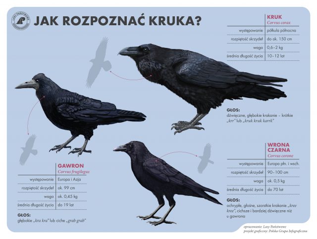 Zazwyczaj te ptaki są czarne. Tutaj mamy wyjątek (zdjęcia)