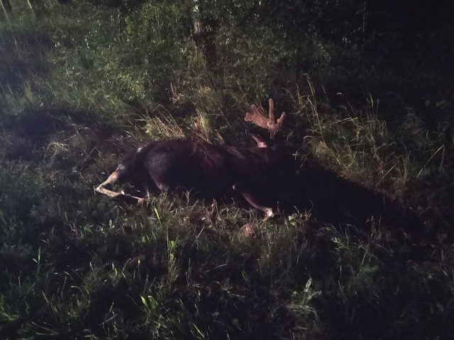 Kierowca skody, która zderzyła się z łosiem, stanie przed sądem. Miał dwa zakazy kierowania pojazdami (zdjęcia)