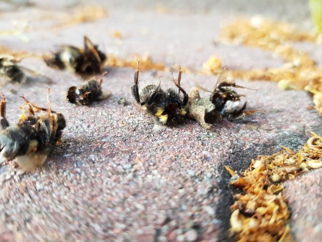 W Lublinie padają pszczoły i trzmiele. Powodem mogą być opryski (zdjęcia)