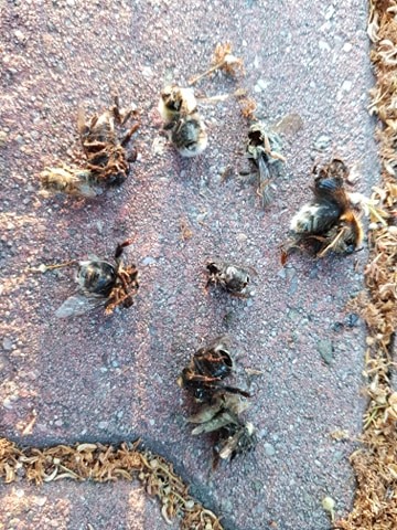 W Lublinie padają pszczoły i trzmiele. Powodem mogą być opryski (zdjęcia)