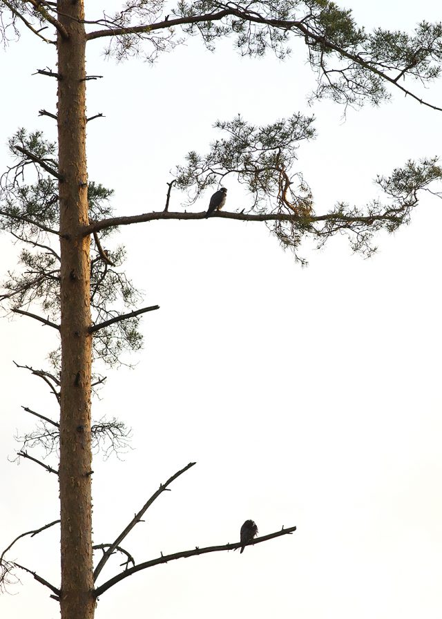 Ptaków tych nie widziano w tej okolicy od wielu lat. Do łukowskich lasów wróciły kobuzy (zdjęcia)