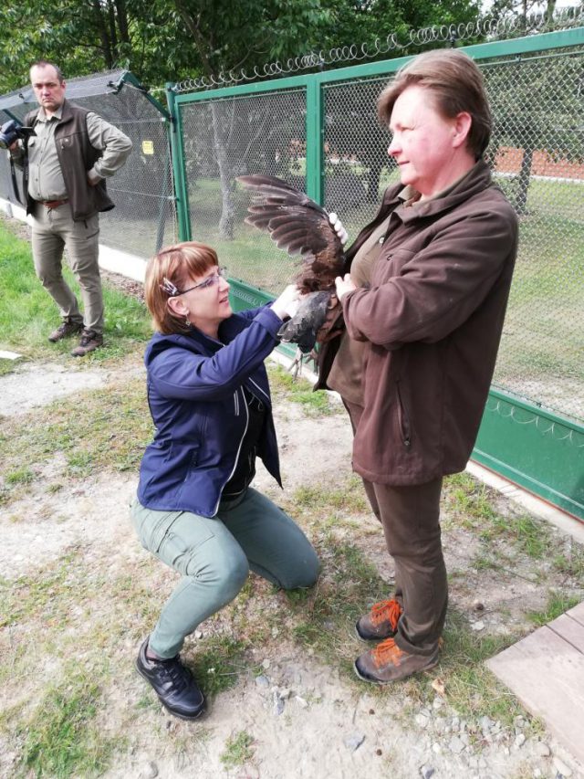 Ptaki te można spotkać tylko w kilku miejscach w Polsce. W naszym regionie jest ich coraz więcej (zdjęcia)