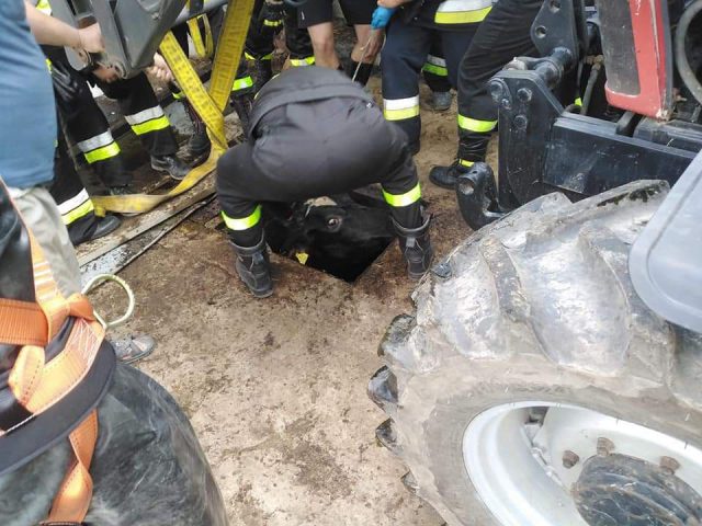 Strażacy uratowali uwięzioną krowę w zbiorniku na gnojowicę (zdjęcia)