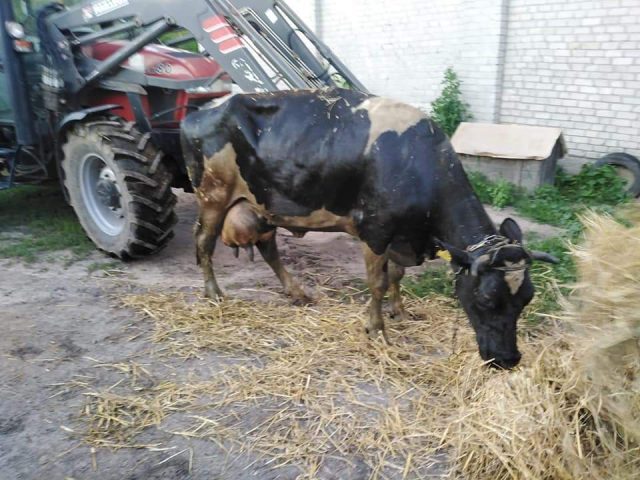 Strażacy uratowali uwięzioną krowę w zbiorniku na gnojowicę (zdjęcia)