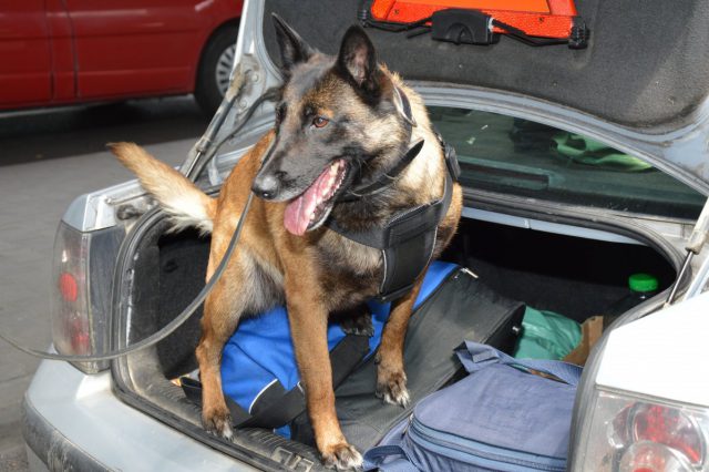 Pies straży granicznej wywęszył narkotyki ukryte w dezodorancie (zdjęcia)